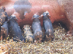 Homestead Harvest Farm piglets