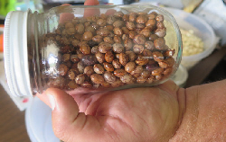 Indian Beans