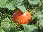 Pumpkinpatch