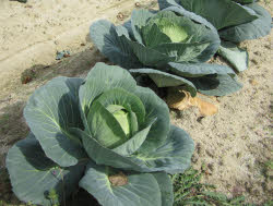 cabbage field