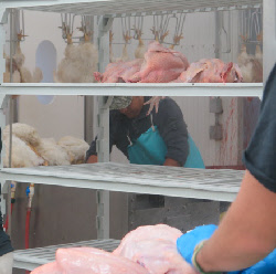 Employees processing chicken