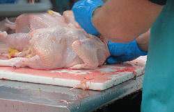 Processing of chicken