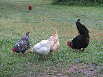 hens on pasture