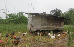Chickens living out on pasture