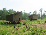 Chickens on pasture