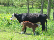 Farm Tour cows