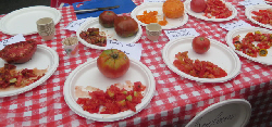 Tomato-tasting samples