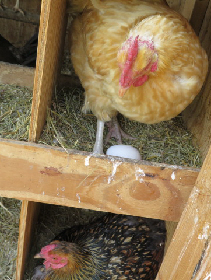 hen with her pasture-raised egg