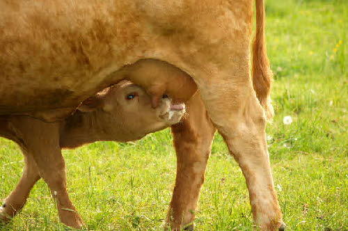 calf-cow bonding time