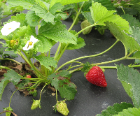 Collard Patch - strawberry plant